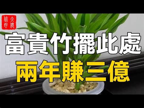 發財竹|【發財竹】看過來！貼心懶人包，新手也能輕鬆養出旺財招運發財。